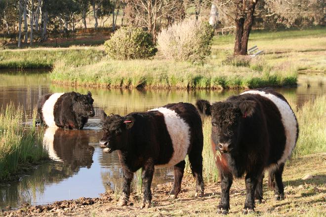 DMB Galloways - mini belties at the watering hole